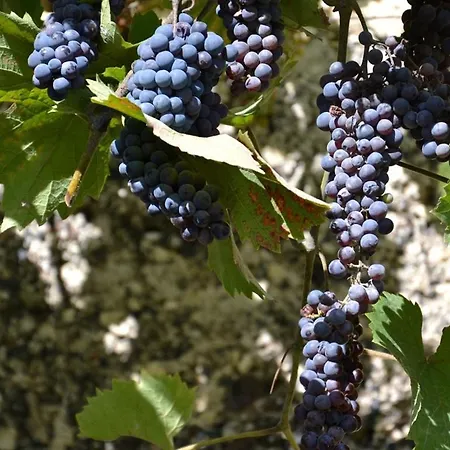 La Devinière Affittacamere 3*